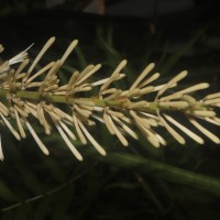 Dracaena angolensis (Welw. ex Carrière) Byng & Christenh.